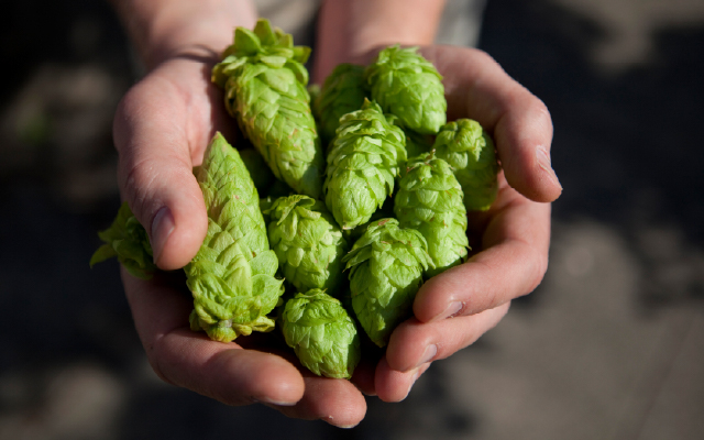 photo of hands holding green hops